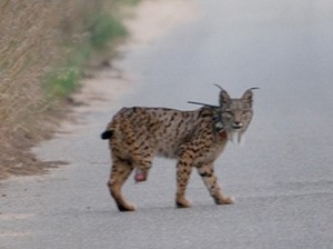 images_wonke_actualidad_medio-ambiente_20120530-lince
