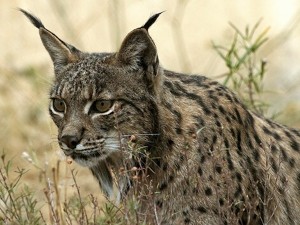 images_wonke_actualidad_medio-ambiente_20120626-lince