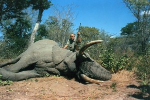 Elefante en Botswana.