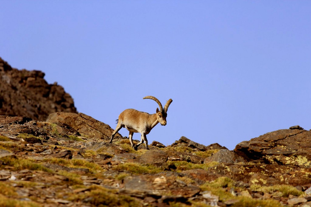 Los rebecos en Picos de Europa y la cabra montés, en el Parque Nacional de Sierra Nevada  ya necesitaron en el pasado la intervención de ‘pistoleros’ para paliar los efectos de la sarna producidos por la sobrepoblación. 