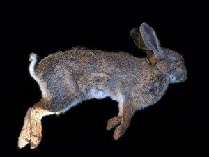 caza menor conejo