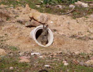 Las entradas a los majanos no deben ser mayores de 8-10 cm de ancho para evitar que entren zorros y jabalíes que preden a los gazapos.