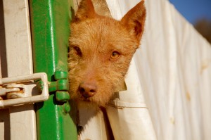 350 - Populismo y politica en la caza (1) rehala perro