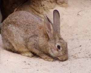 357 - Caza chica (1) conejo