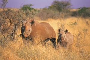 Africa rinocerontes