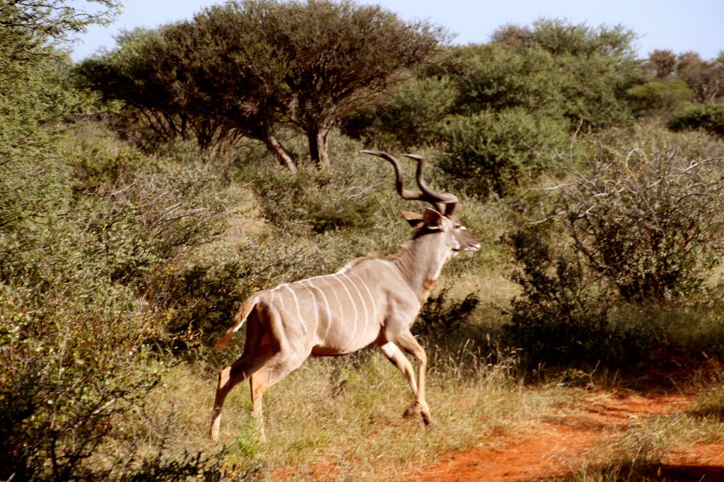 358 - Antilopes (1)