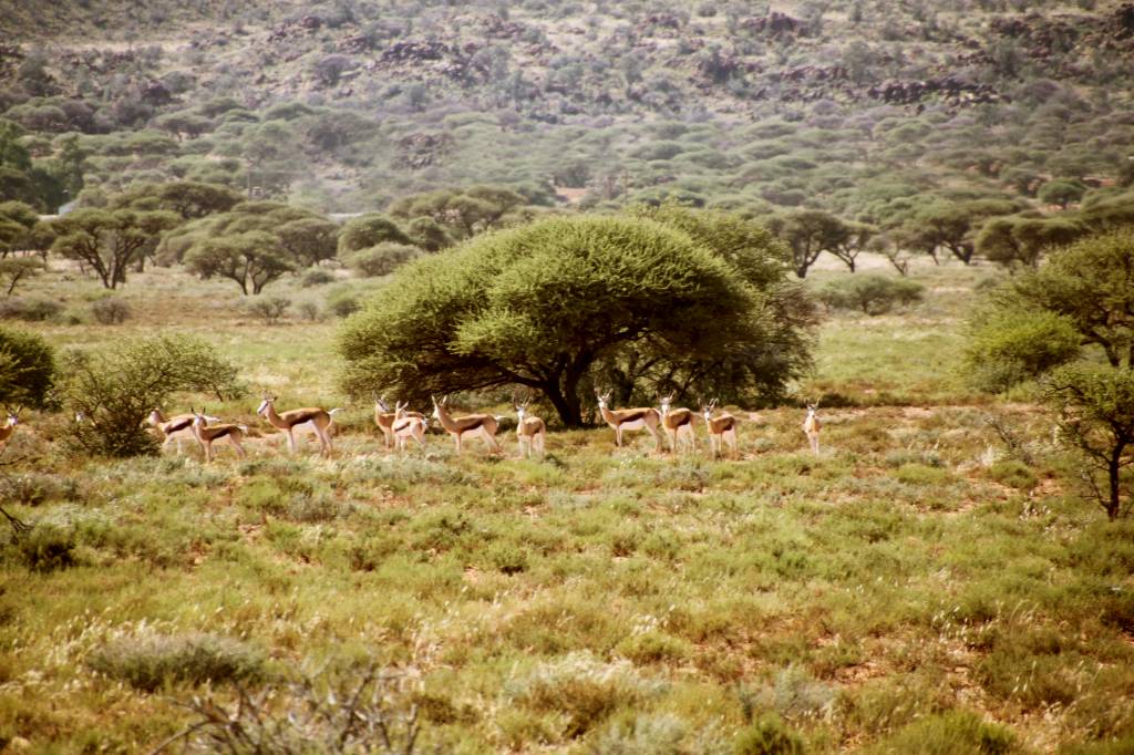 358 - Antilopes