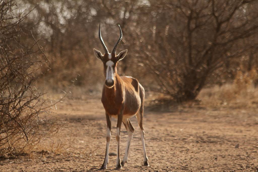 358 - Antilopes (2)