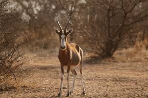 358 - Antilopes (2) blesbok