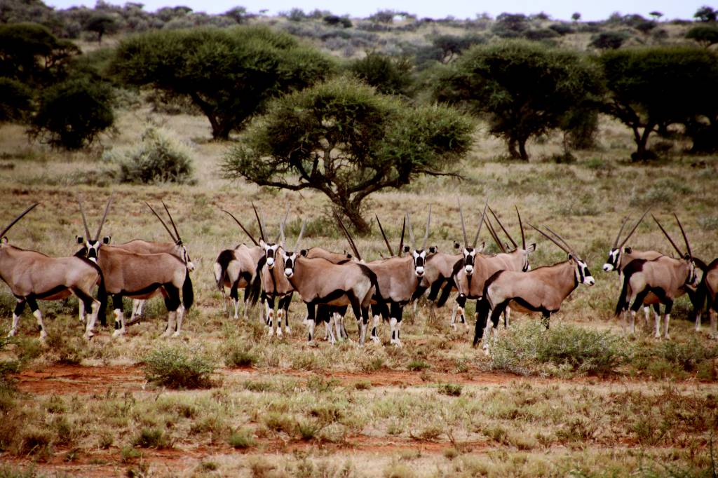358 - Antilopes (4)