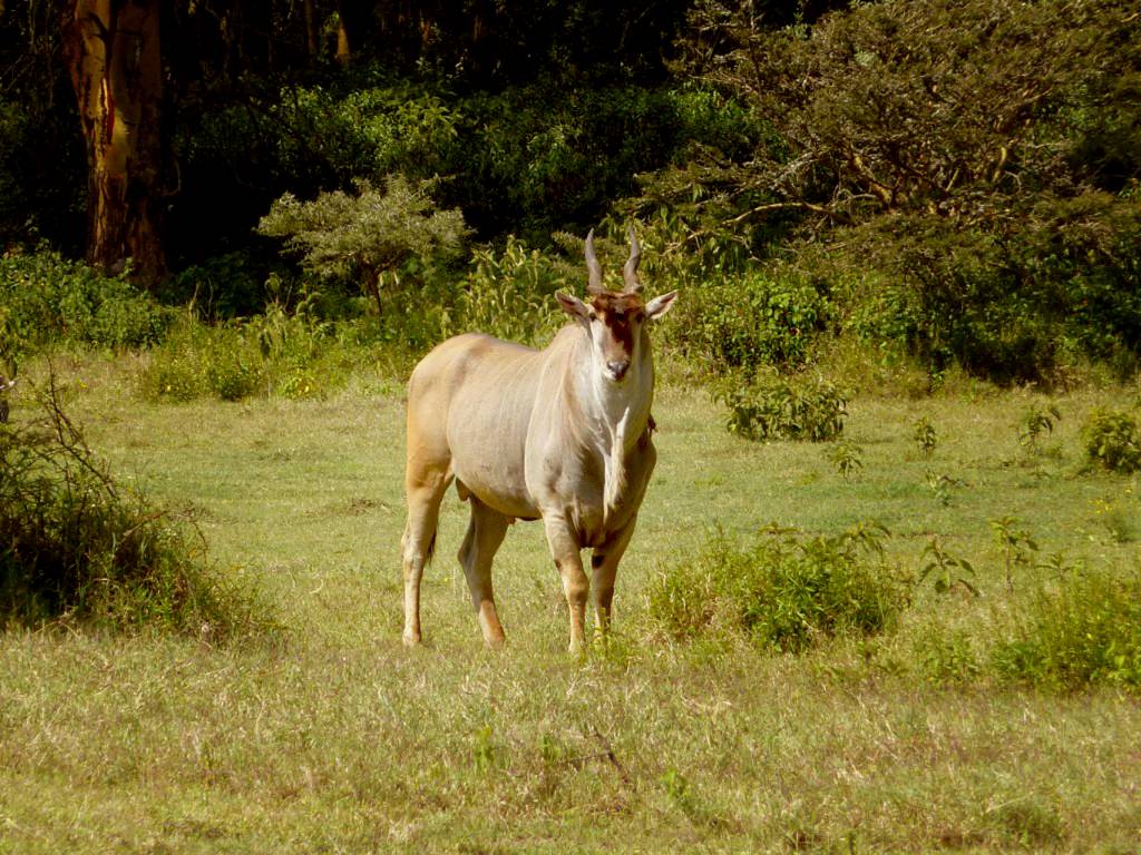 358 - Antilopes (5)