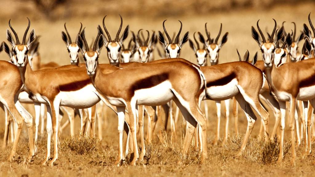 358 - Antilopes (7)