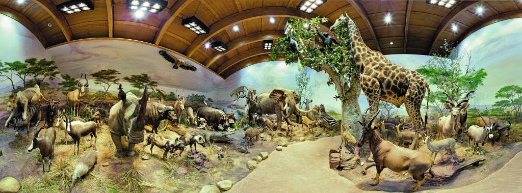 358 - Museo Fauna Salvaje