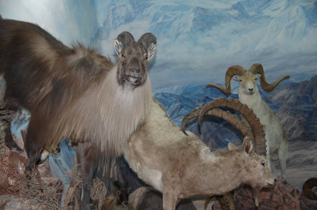 358 - Museo Fauna Salvaje (4)