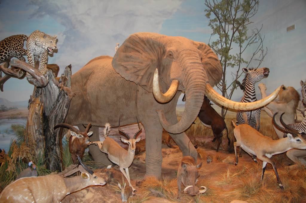 358 - Museo Fauna Salvaje (7)