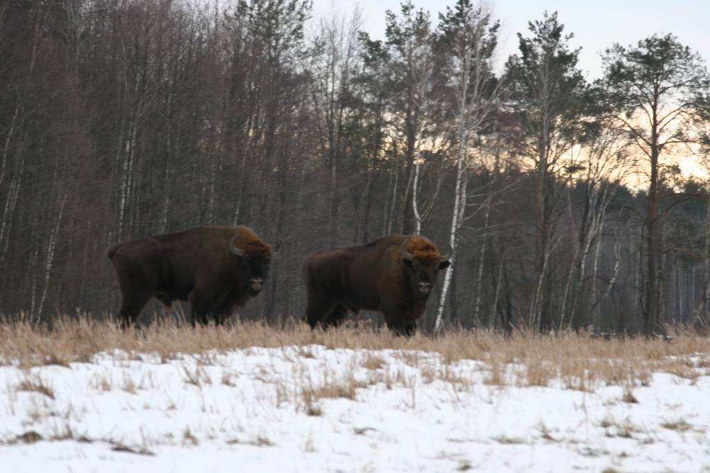 venare hunting bisontes