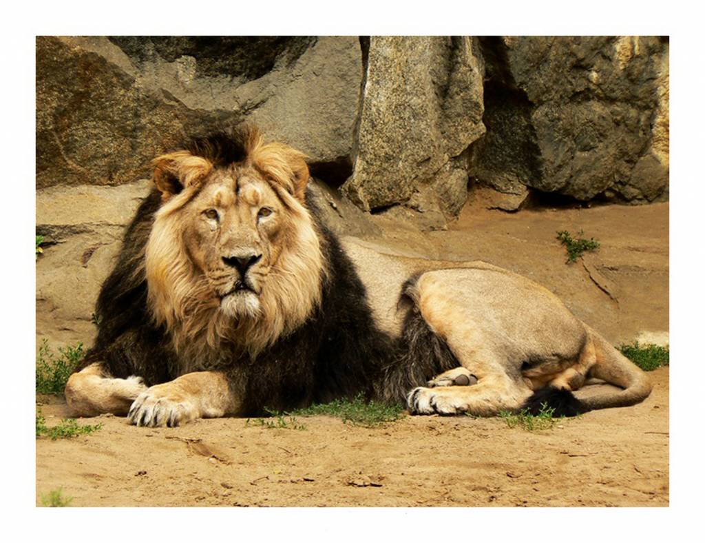 360 - Felidae el leon