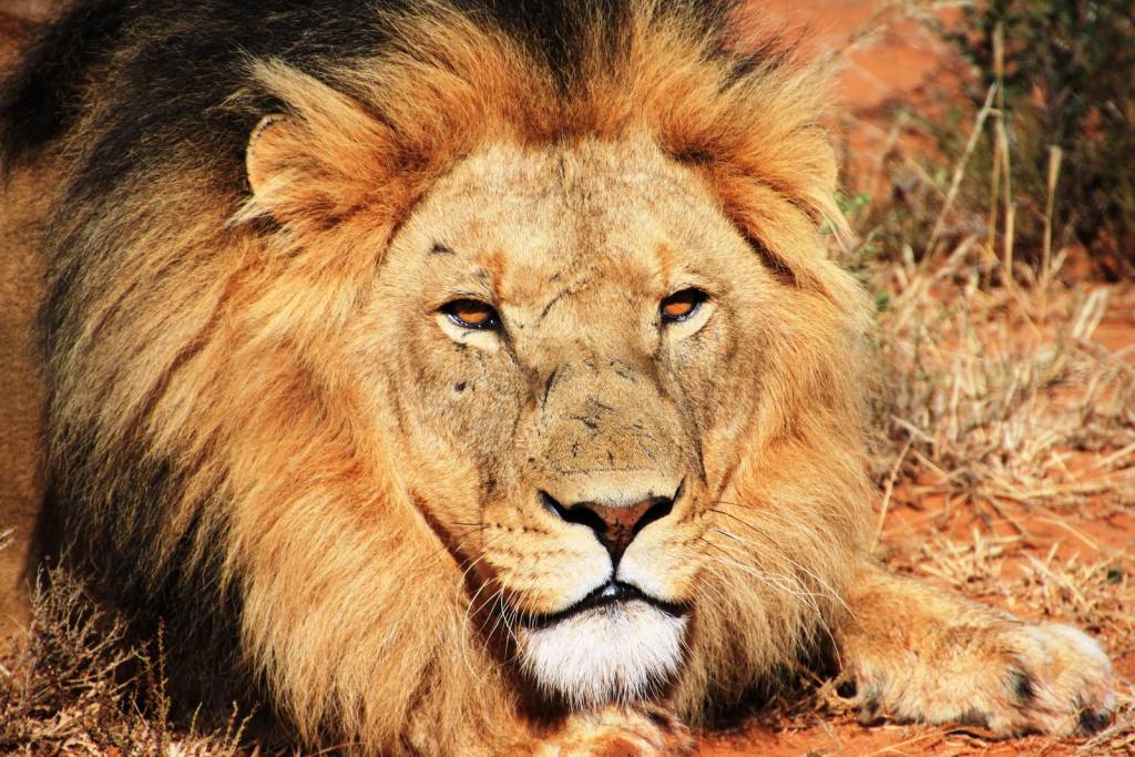 360 - Grandes cazadores de leones
