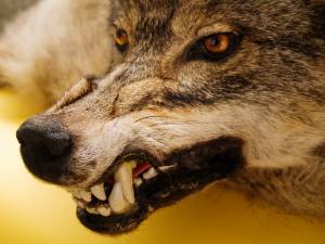 muzzle of wolf