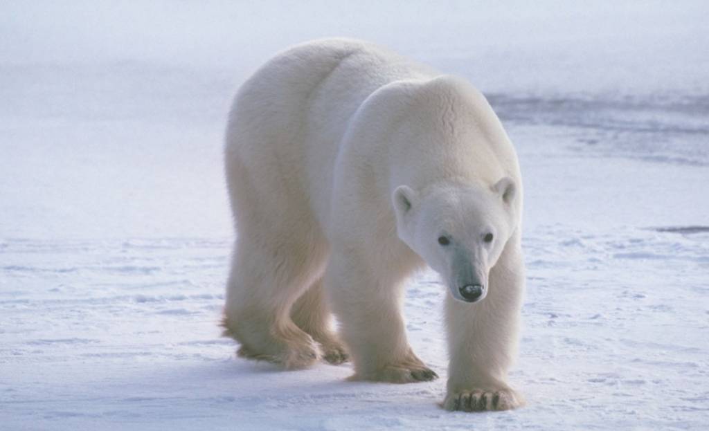 oso polar © SCI