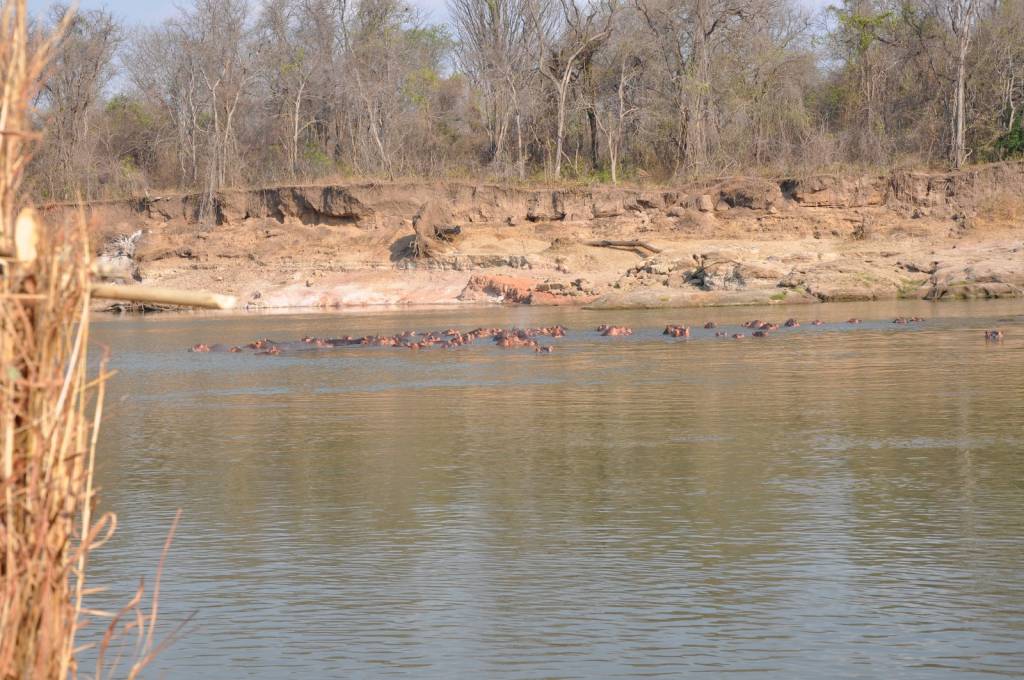 361 - Hipopotamos del Luangwa (17)