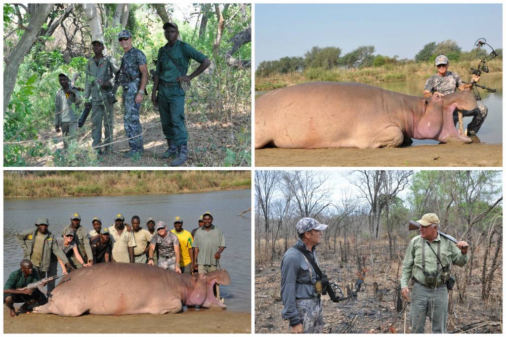 361 - Hipopotamos del Luangwa (2)