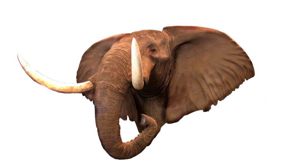 trofeo elefante