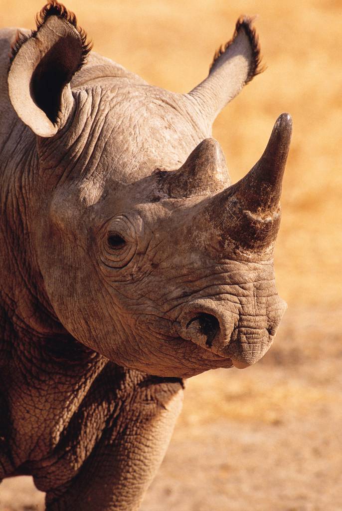 rinoceronte negro © SCI