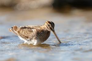 Common Snipe fedding in shallow water