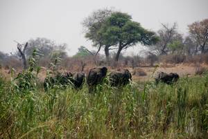 cazador elefante áfrica