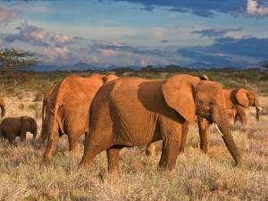 elefantes de Angola