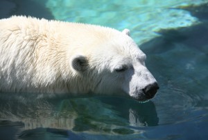 A polar bear swimming in the ocean water