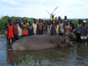 hipopótamo la carne se la llevan los nativos y se la comen
