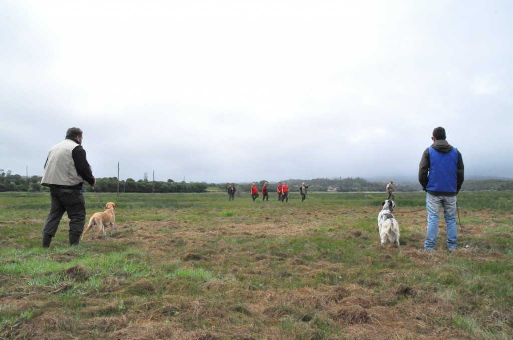 caza práctica perros galicia