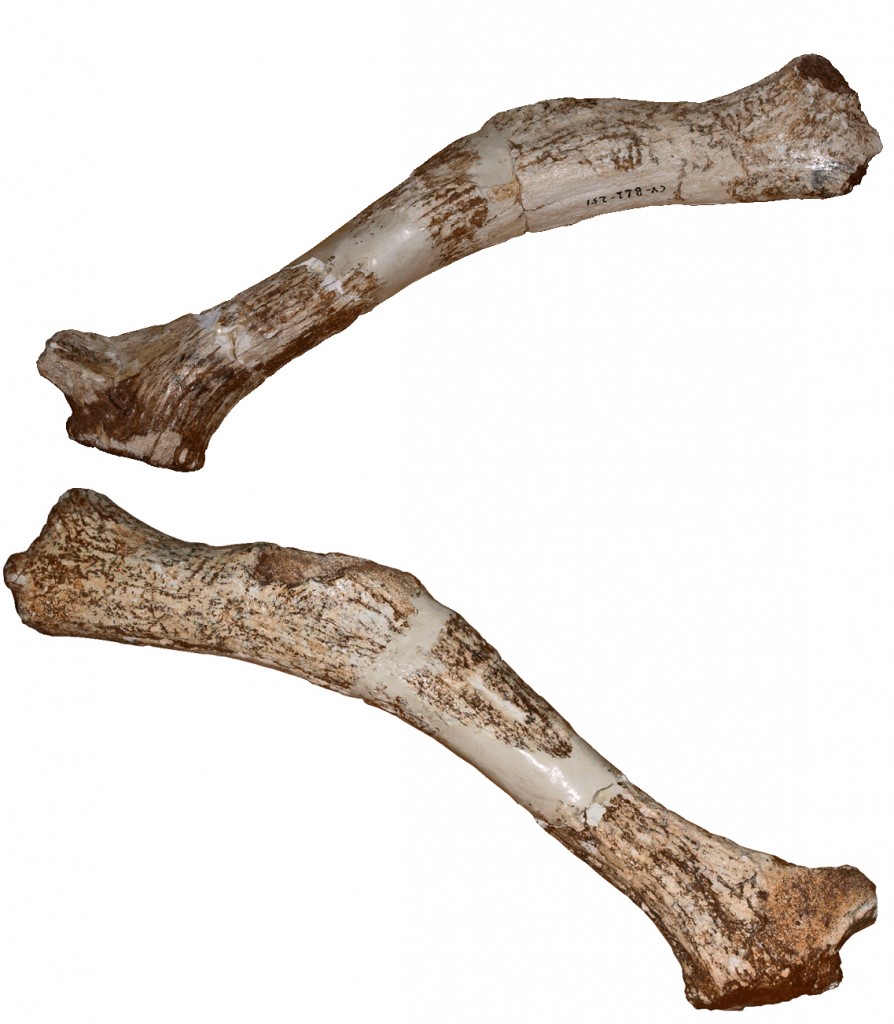 Cuena holotipo, la que define la especie, de Megaloceros novocarhaginiensis vista por ambos lados.