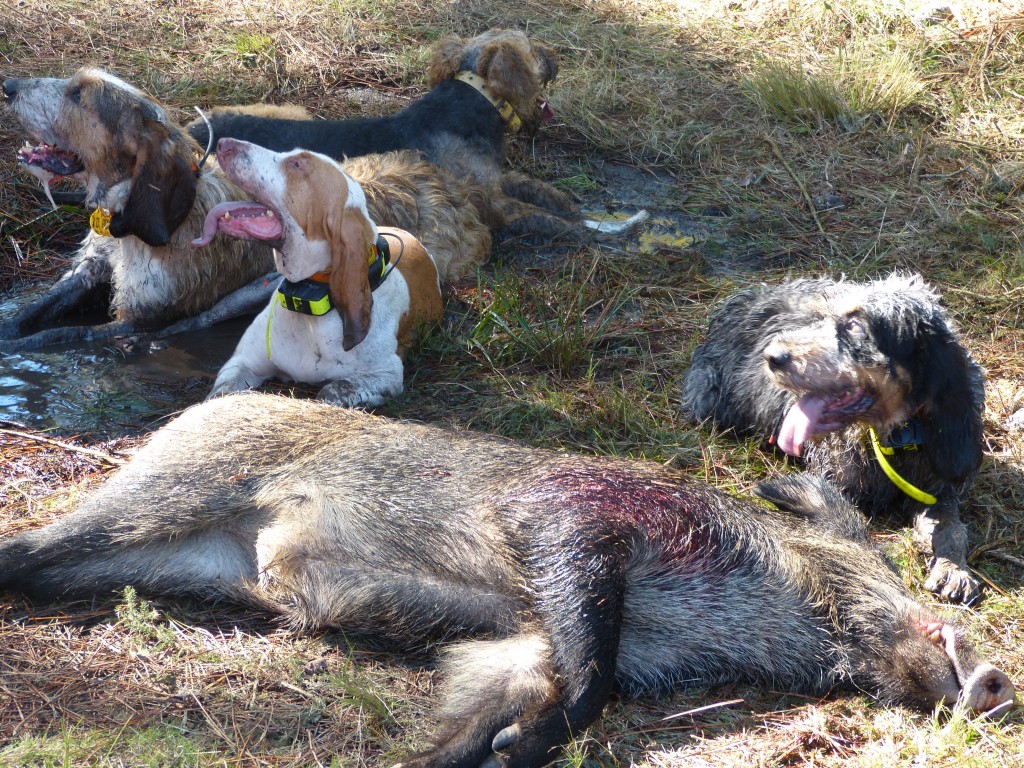 perro caza galicia