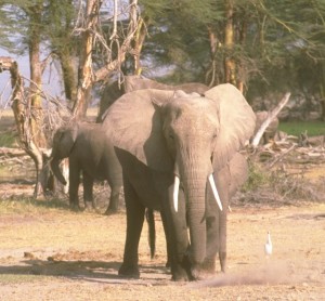 elefante 4 © SCI copia
