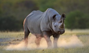 Black rhinoceros kicking up dust at sunset, Etosha National Park, Namibia. © naturepl.com / Tony Heald / WWF 