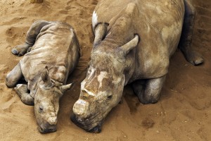 White Rhino calf, mother and juvenile male in holding pens at Hluhluwe-iMfolozi Park, South Africa. © Brent Stirton / Getty Images / WWF-UK 