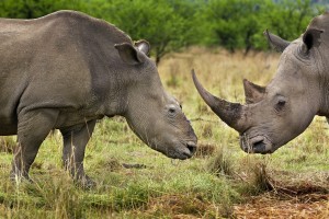 Hembra de rino descornada por furtivos en Natal, Sudáfrica. © Brent Stirton / Getty Images / WWF-UK