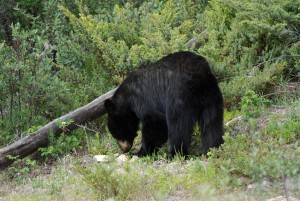 Oso negro de las Rocky Mountains (Canadá). El número total de ataques registrados por esta especie iguala al del grizzly y se distribuye principalmente por el Oeste de Norte América. © CSIC