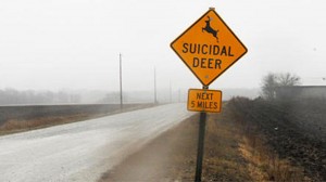 ciervos suicidas2