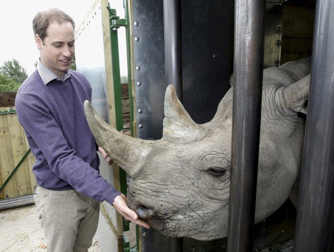El Príncipe Guillermo con un rinoceronte en un zoo de Inglaterra. POOLREUTERS