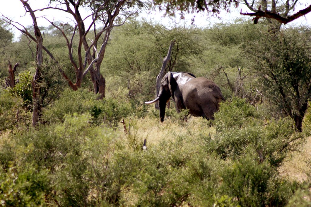 1 elefante en Botswana