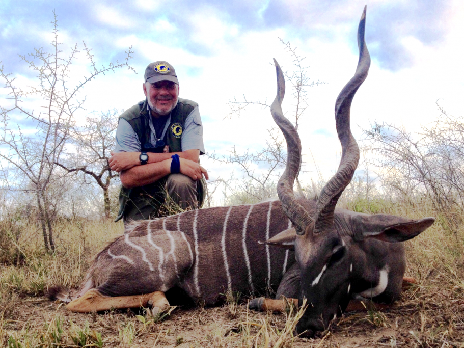 Lesser kudu.