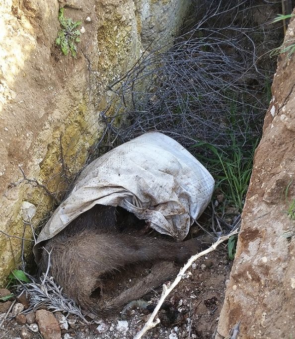 Imagen del cadáver de un jabalí en la zanja. Foto La Tribuna de Ciudad Real.