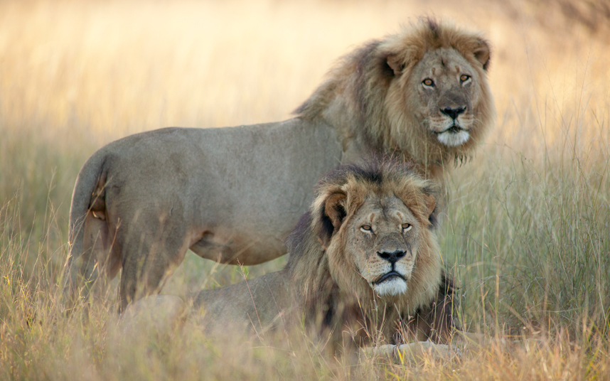 Última foto del león Cecil con su hermano Jerico un mes antes de ser cazado - Photo Brent Stapelkamp.
