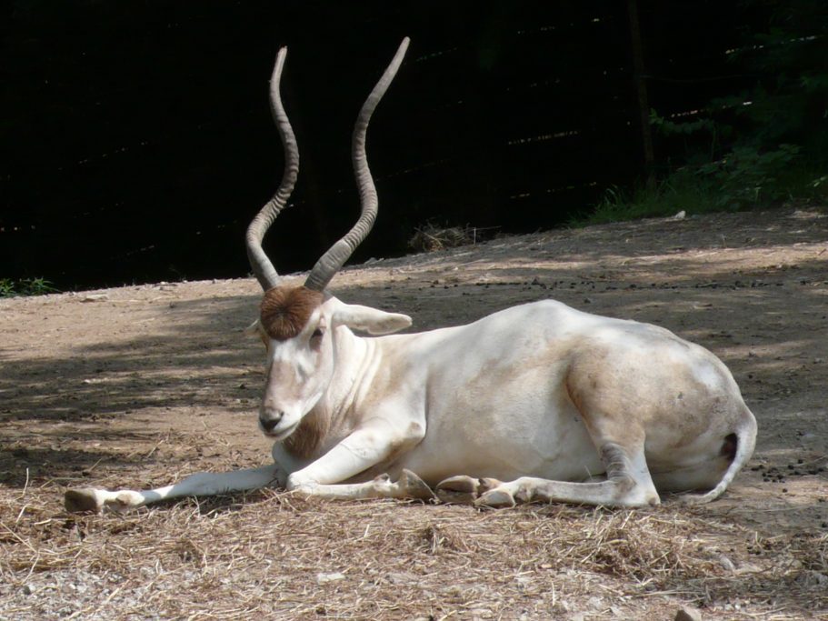 antilope del sahara2