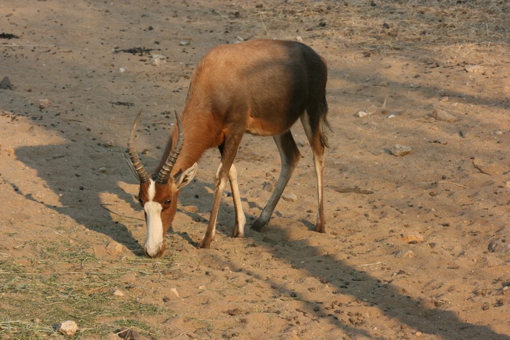 blesbok 6