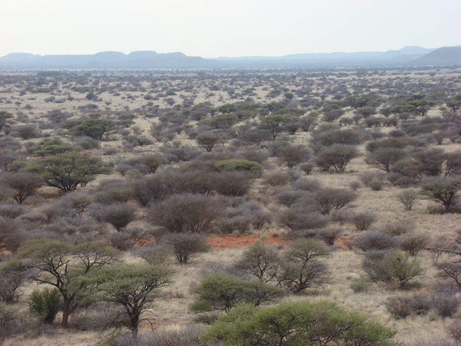 paisaje africa caza blesbok
